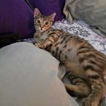 Thumbnail photo of Mindy #3