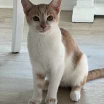 Thumbnail photo of Lucky Ducky #1