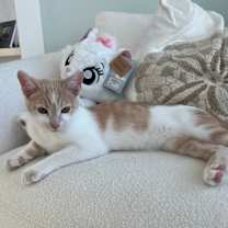 Thumbnail photo of Lucky Ducky #2