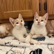 Thumbnail photo of Lucky Ducky #3