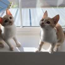 Thumbnail photo of Lucky Ducky #4