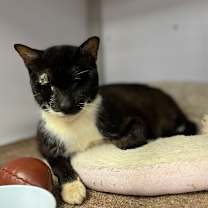 Thumbnail photo of Murdock #3