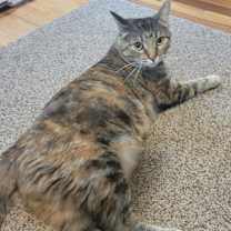 Thumbnail photo of Lux #1