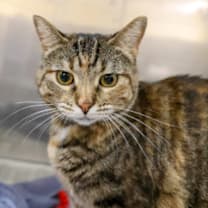 Thumbnail photo of Lux #2