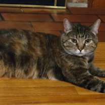 Thumbnail photo of Lux #4