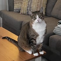 Thumbnail photo of Leo #1