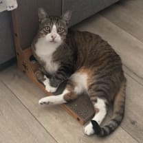 Thumbnail photo of Leo #2