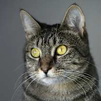 Thumbnail photo of Ally #1