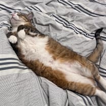 Thumbnail photo of Leo #3