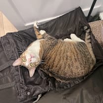 Thumbnail photo of Leo #4