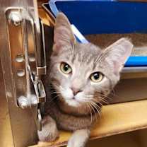 Thumbnail photo of Cinder #1