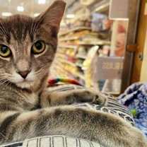 Thumbnail photo of Cinder #3