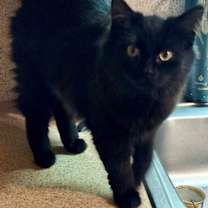 Thumbnail photo of Pippa C Socia #1