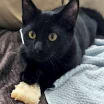 Thumbnail photo of Sam C Socia #1