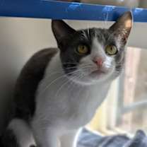 Thumbnail photo of Minniehaha #2