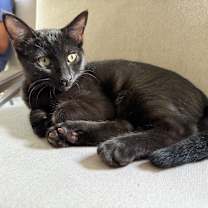 Thumbnail photo of Ravenpaw #3