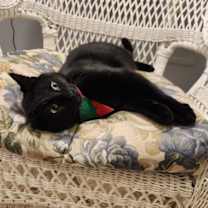 Thumbnail photo of Dorothy #2