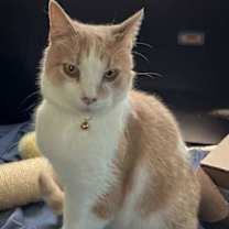 Thumbnail photo of MOOCHIE #1