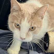 Thumbnail photo of MOOCHIE #4