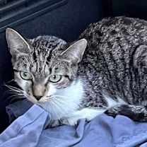 Thumbnail photo of TIGER TINA #1