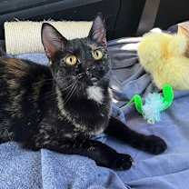 Thumbnail photo of LITTLE SQUIRT #2