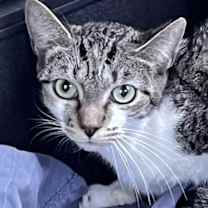 Thumbnail photo of TIGER TINA #2