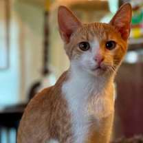 Thumbnail photo of KITTEN DASH #1