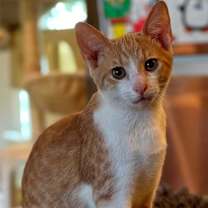 Thumbnail photo of KITTEN DASH #2