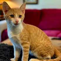 Thumbnail photo of KITTEN DASH #3