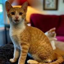 Thumbnail photo of KITTEN DASH #4