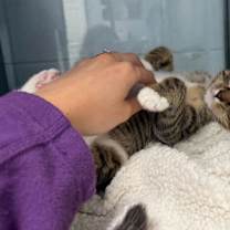 Thumbnail photo of Arrington #2