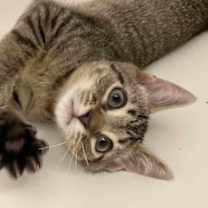 Thumbnail photo of Apollo #1