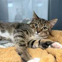 Thumbnail photo of Arrington #3