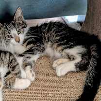 Thumbnail photo of Diamond #1