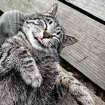 Thumbnail photo of Sweetie #1