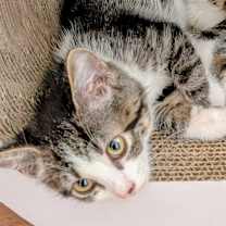 Thumbnail photo of Sassy #1