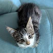 Thumbnail photo of Diamond #2