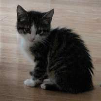 Thumbnail photo of Sassy #3