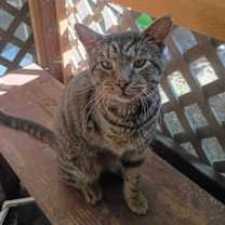 Thumbnail photo of Earl #4