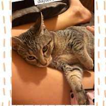 Thumbnail photo of Duchess #1