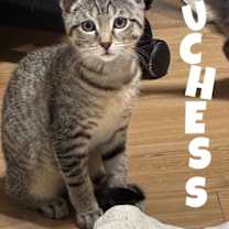 Thumbnail photo of Duchess #2