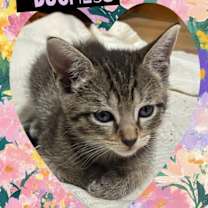 Thumbnail photo of Duchess #3