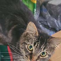 Thumbnail photo of Bandit #3