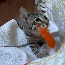 Thumbnail photo of Remi #3