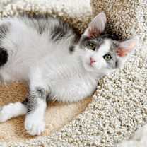 Thumbnail photo of Delilah #1