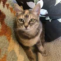 Thumbnail photo of Toria #1