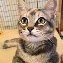 Thumbnail photo of Toria #3