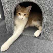 Thumbnail photo of Cypress #1