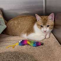 Thumbnail photo of Cypress #2