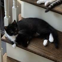 Thumbnail photo of Silver (BONDED PAIR) #3